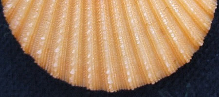 Lindapecten muscosus